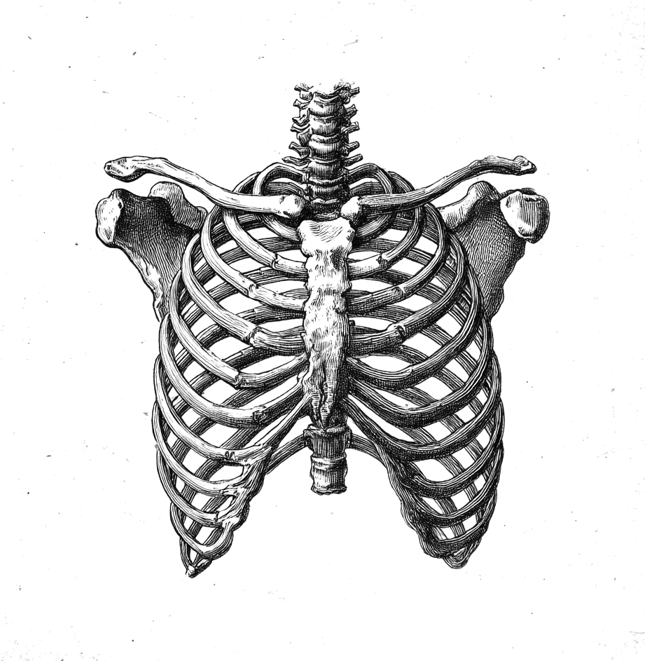 Anatomical engraving of a human ribcage, seen from the front.